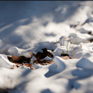 SuperhiveMarket – Snow